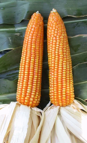 Alankar M 511 Hybrid Maize Seeds