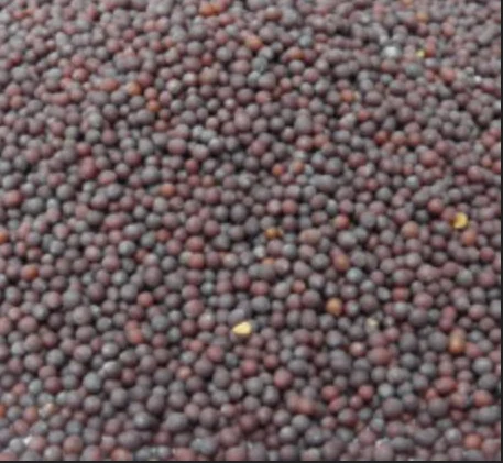 Pela Shona MUS 100 Mustard Seeds