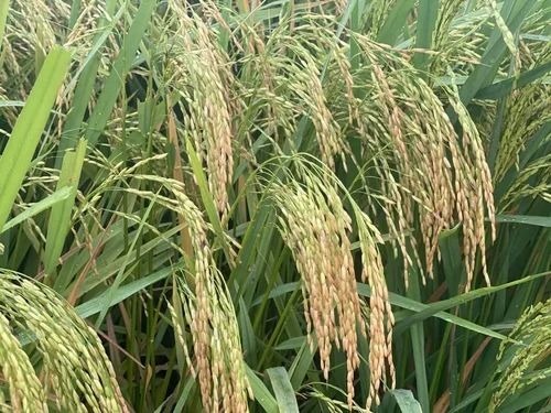 P 211 Hybrid Paddy Seeds