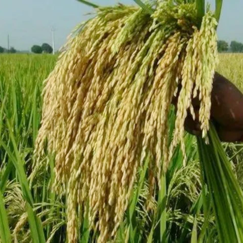 P 212 Hybrid Paddy Seeds