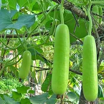 Hybrid Bottle Gourd Aditya Seeds