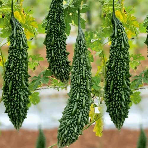 Hybrid Bitter Gourd Green Wonder 101 Seeds
