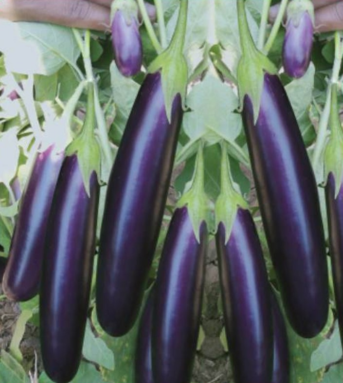 Hybrid Brinjal Rajkiran Seeds