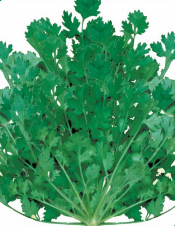 Improved Coriander Khushbu Seeds