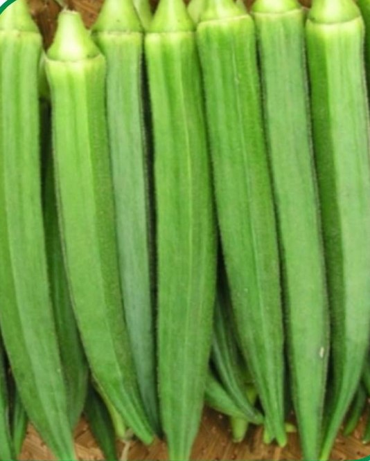 Hybrid Bhindi Komal Seeds