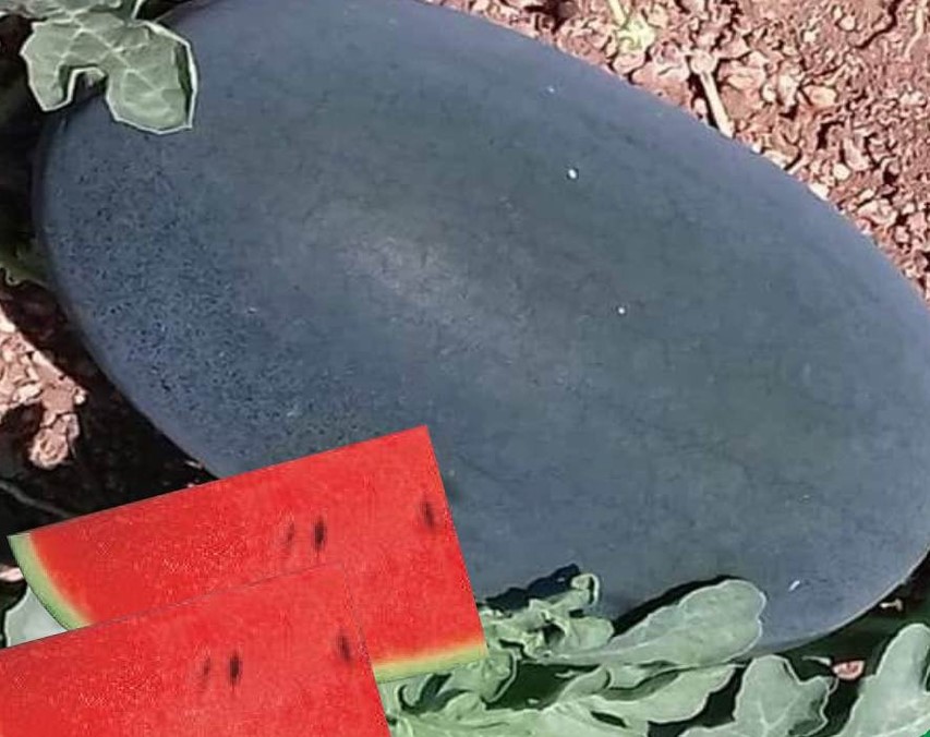 Hybrid Watermelon Red King Seeds